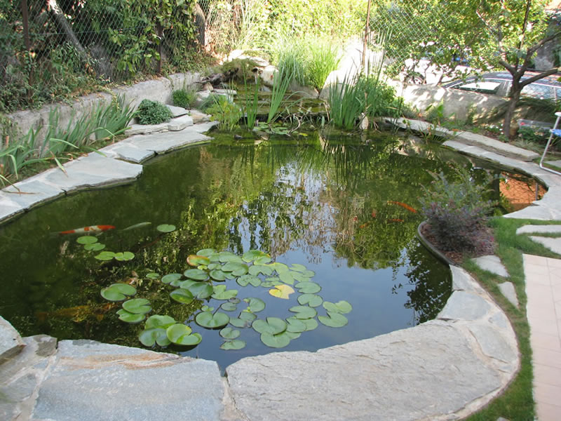 Come realizzare un lago per le carpe koi / piante, fiori e animali Costo laghetto artificiale